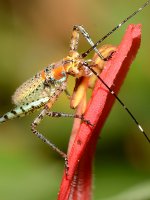 Grasshopper.jpg