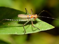Grasshopper2.jpg