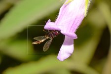 Wasp8.jpg