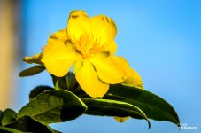 yellow-morning-flower-1.jpg