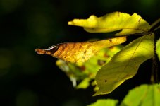 DSC_0550.jpg