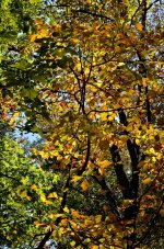 DSC_0556.jpg