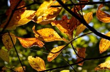 DSC_0558.jpg