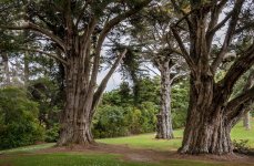 Big trees at Hamilton Domain-2.jpg