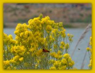 Butterfly and Bee.jpg