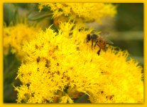 Bee on Sagebrush Flowers.jpg