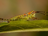 Grasshopper3.jpg
