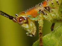Grasshopper2.jpg