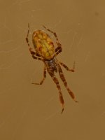 Spider3.jpg