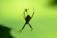 Spider mating.jpg