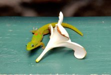 Gold Dust Day Gecko - Hawaii5.jpg