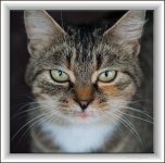 The cat copy.jpg