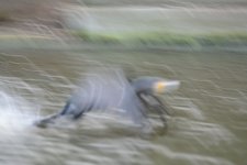 DSC_9336.jpg