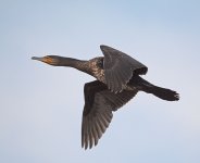 DSC_9355.jpg