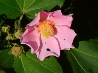 Hibiscus.jpg