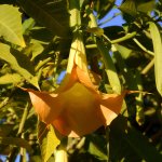 Brugmansia.jpg