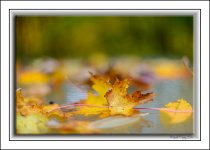 55 1,2 bokeh.jpg