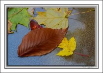 leaves web.jpg