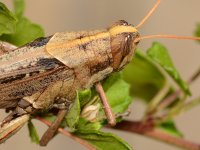 Grasshopper.jpg