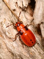 Beetle.jpg