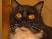Cat.jpg
