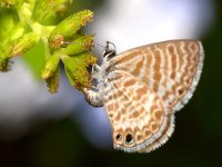 Hairstreak.jpg