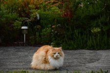 DSC_5200.jpg