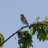 birdwatcher