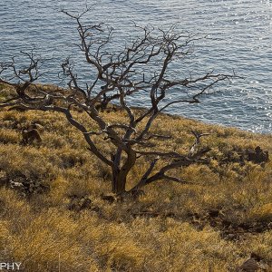 Hawaii Tree.jpg