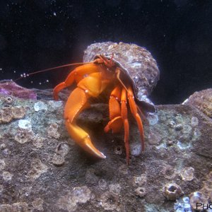 Hermet Crab.jpg