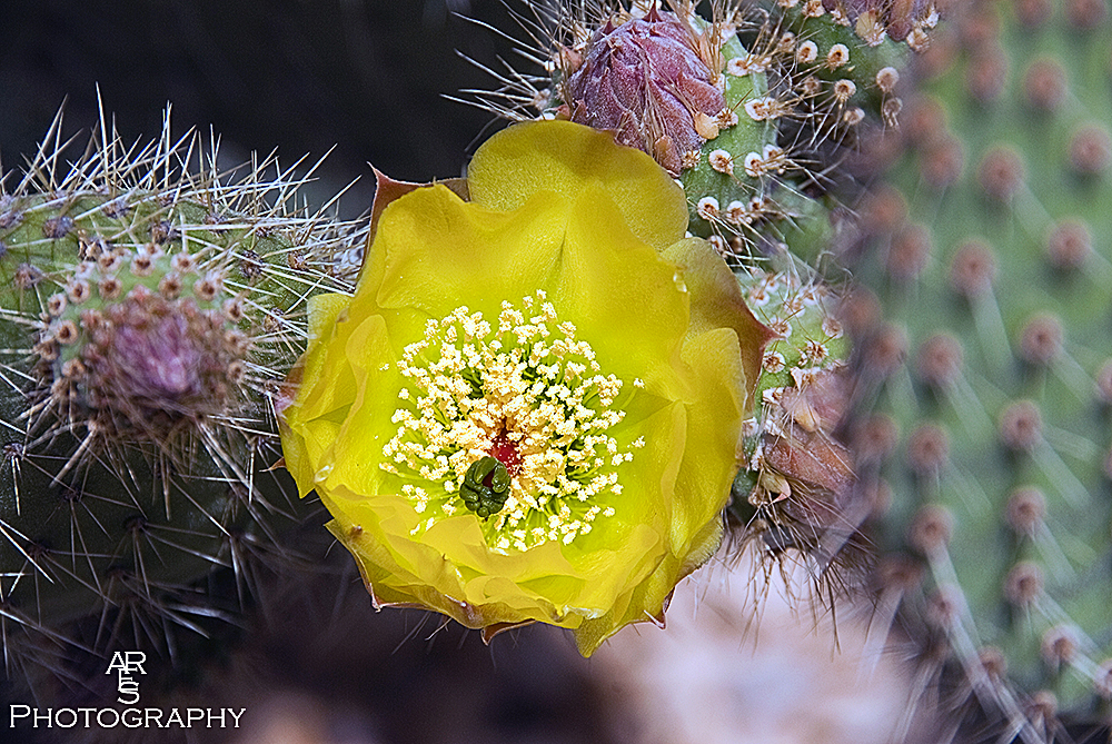 cactus flower 2.jpg