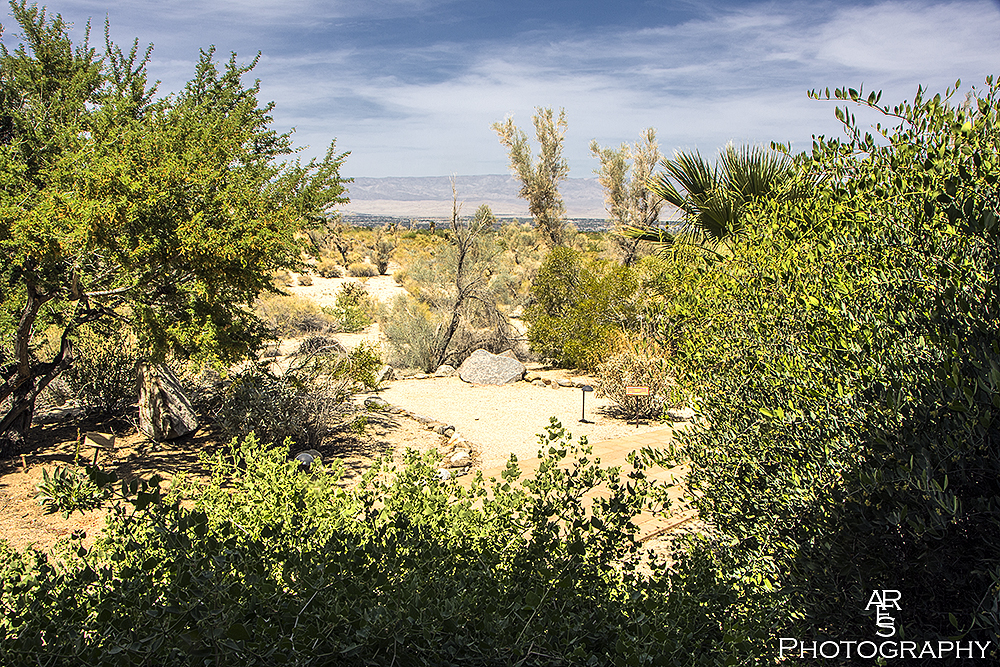 desert landscape 2016.jpg