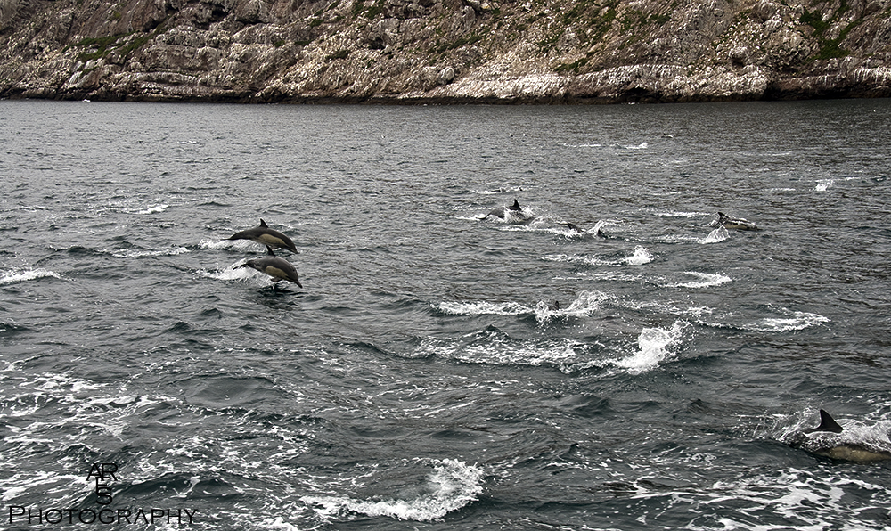 Dolphins.jpg