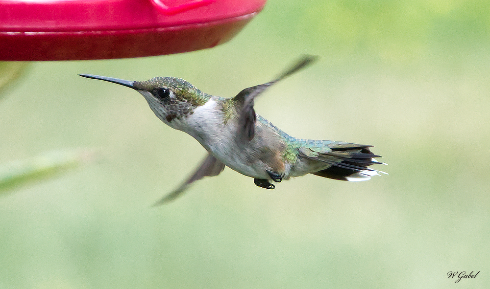 DSC_0616.jpg