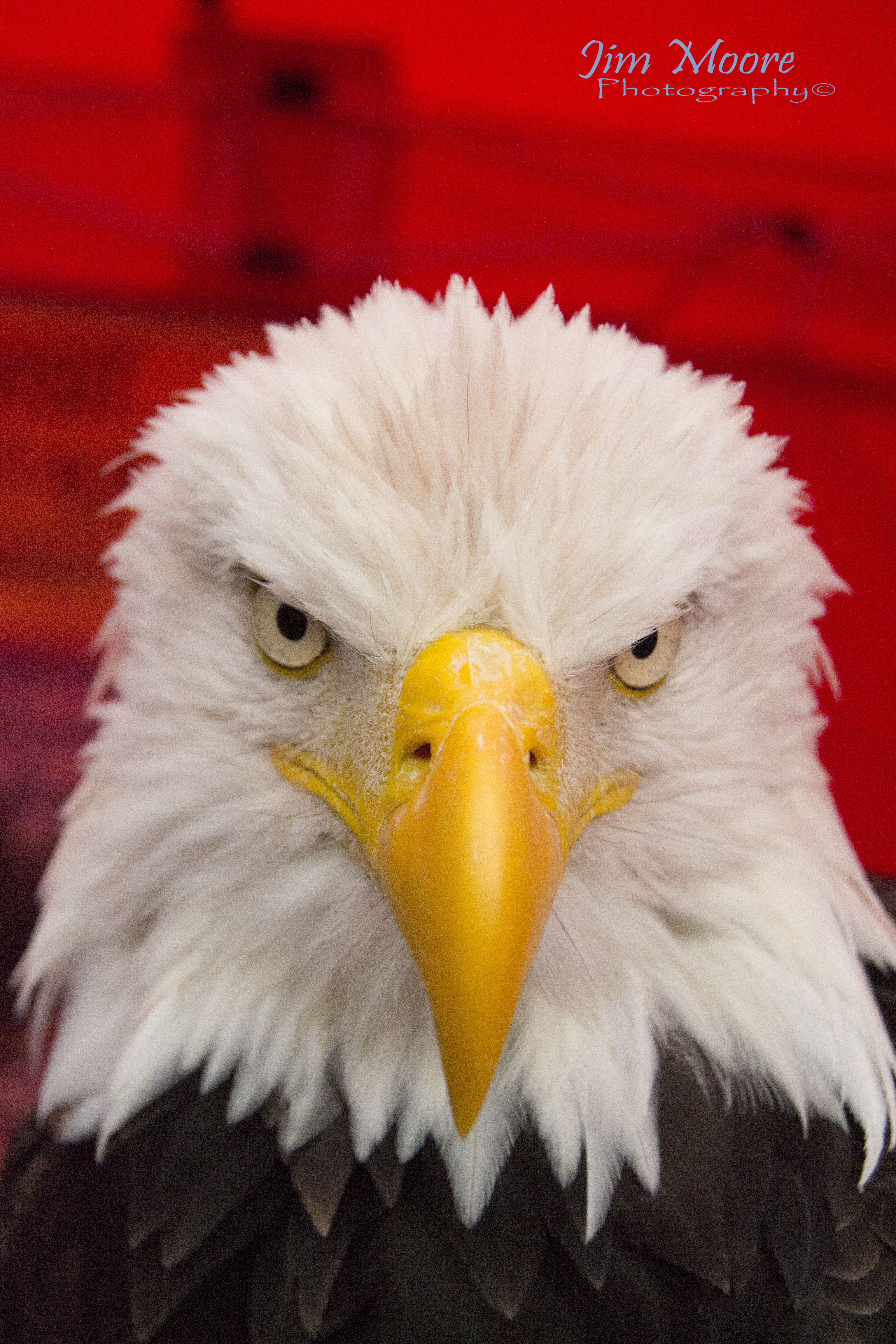 Eagle Close up.jpg