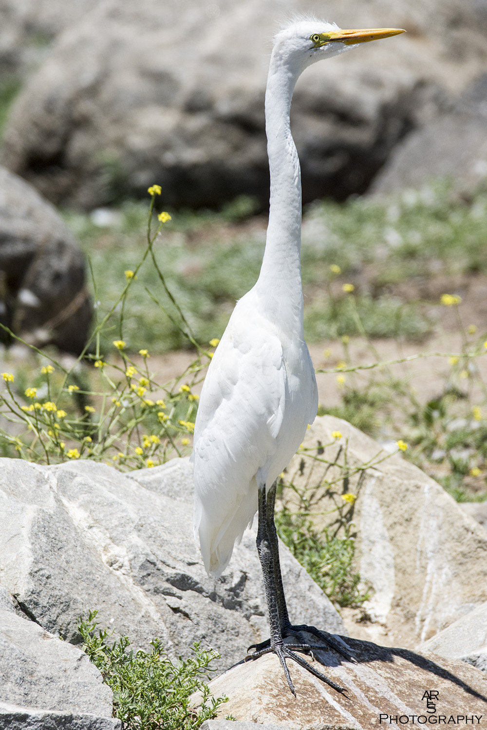 Egret.jpg