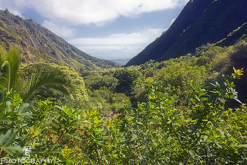 Hawaii Landscape.jpg