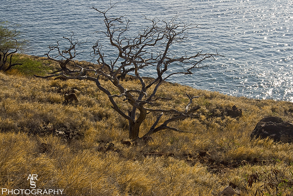Hawaii Tree.jpg