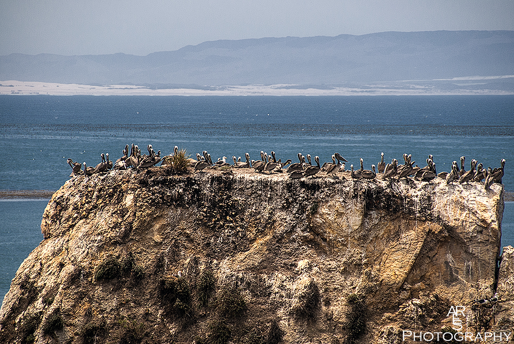 Herd of Birds.jpg