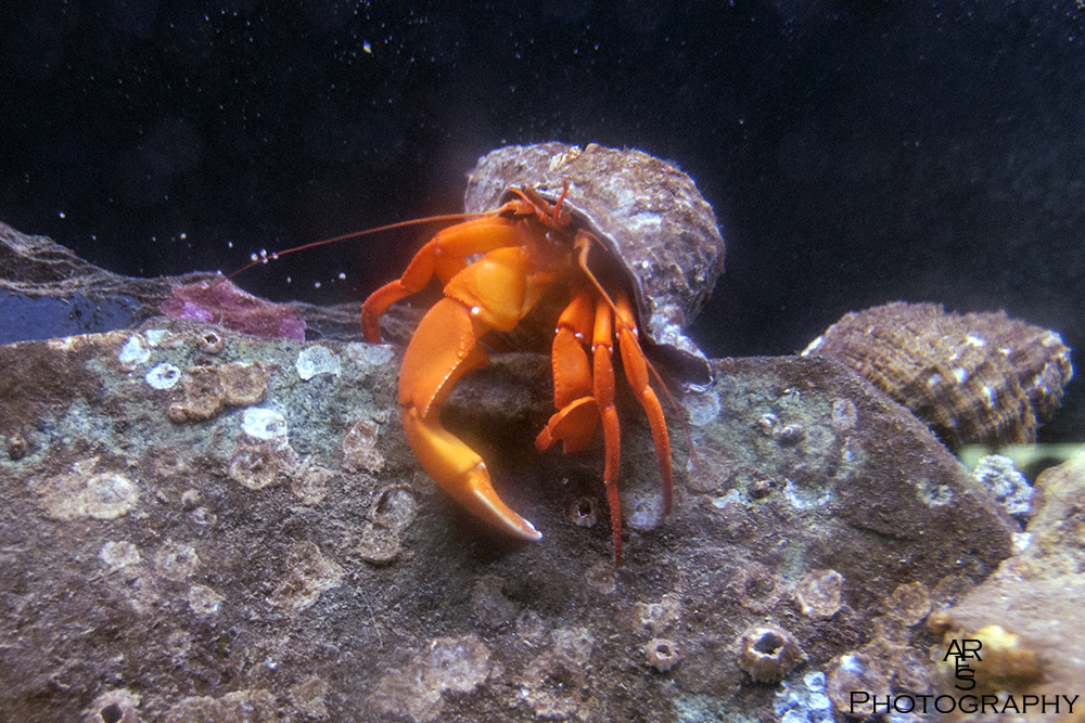 Hermet Crab.jpg